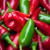 Peperoncini di fuoco